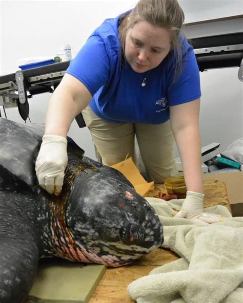 500 Pound Stranded Leatherback Sea Turtle Now Receiving Care In South