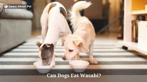 Can Dogs Eat Wasabi 7 Brutal Side Effects After Dog Ate Wasabi