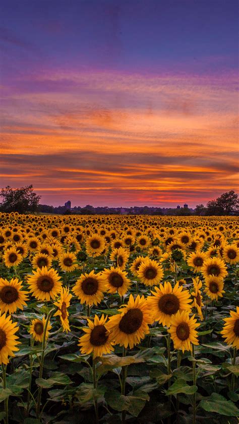 Download Wallpaper 1350x2400 Sunflowers Field Sunset