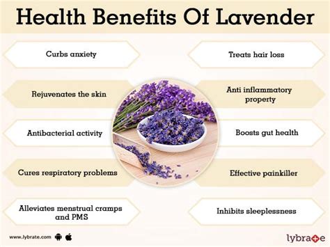 Lavender Flower Benefits And Side Effects Hellolou