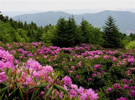 Rhododendron Gardens At Roan Mountain State Park Flickr Photo Sharing