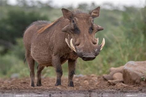 Warthog Animal Facts Phacochoerus Africanus A Z Animals