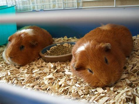 24/7 customer service · free shipping on $49+ · bundle and save more! Cedar Chips and Pine Wood Shavings as Bedding
