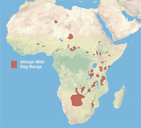 51 Africas Vanishing Predator The African Wild Dog Environmental