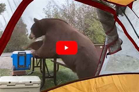 Huge Bear Raids Campsite As People Watch From Their Tent Wide Open Spaces