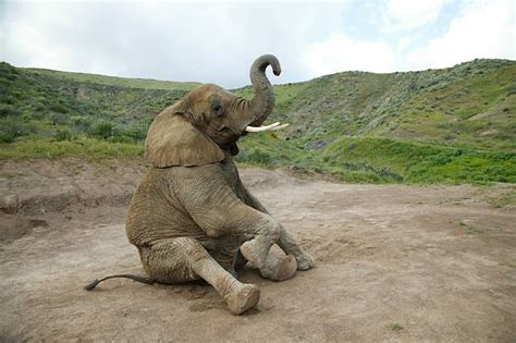 Royalty Free Elephant Sitting Pictures Images And Stock Photos Istock