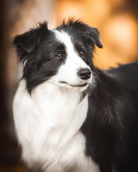 15 Interesting Facts About Border Collies The Dogman