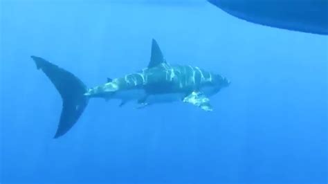 Swims With Great White Shark Without A Cage Youtube