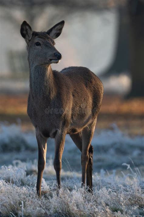 Female Red Deer On A Frosty Morning Stock Photo Image Of Europe