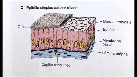 Tecido Epitelial De Revestimento Youtube