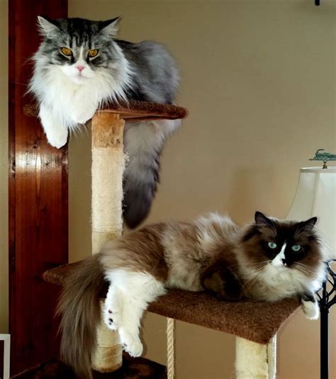 Ragamuffin Vs Ragdoll Cats Ragdolls And Ragamuffin Differences