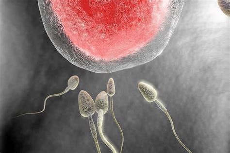 Faulty Sperm May Be To Blame For Repeated Miscarriages