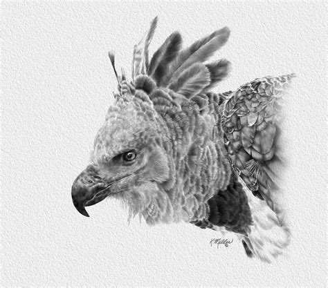 Best How To Draw A Harpy Eagle Don T Miss Out Howtodrawkey2
