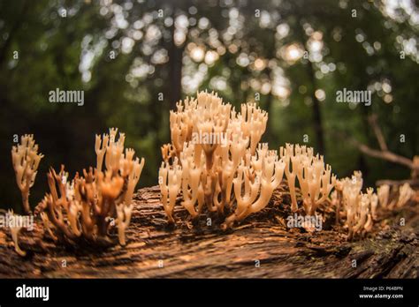 Coral Fungi Growing On A Rotting Log In Eastern North Carolina This