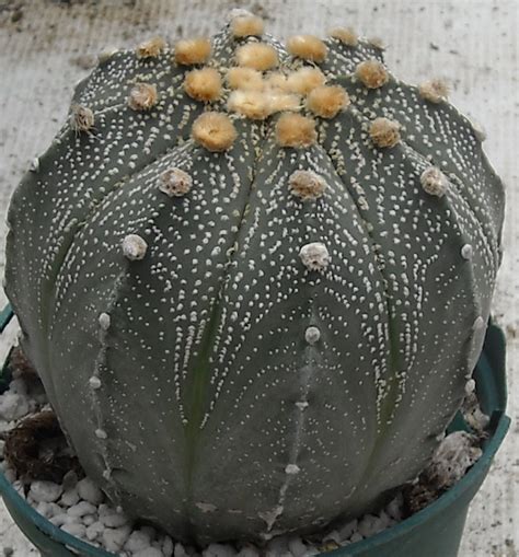 It was named for andrew carnegie. Astrophytum asterias x 262 | The Cactus King