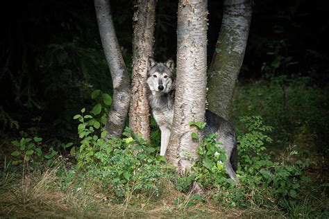 Wolf In The Birch Photograph By Kelly Walkotten Pixels