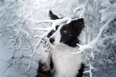 68166 Border Collie Hd Pet Dog Snow Rare Gallery Hd Wallpapers