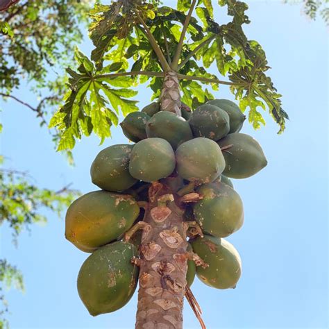 Sweet And Organic Local Papayas Are Now Beauty Of Zambia