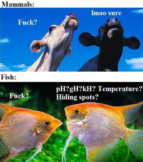 30 Hilarious Fish Memes Barnorama