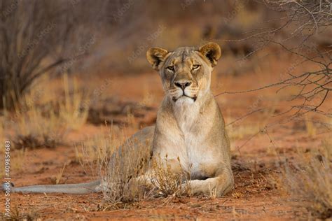 Lioness Resting In Erindi Private Game Reserve In Namibia Stock Photo