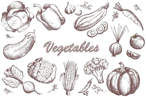 Sketch Vegetables Set Garden Vegetable Collection 3087071 Vector Art