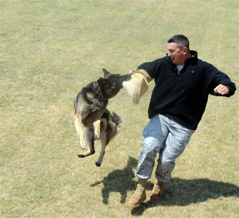 How To Train A German Shepherd To Attack In 7 Steps Trainyourgsd