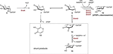 Formation Of Shunt Products By Both Nonenzymatic And Enzyme Catalyzed