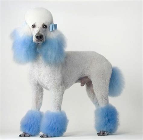 30 Awesome Dog Grooming Styles Dog Grooming Styles Dog Grooming Poodle