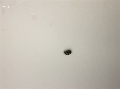 Tiny Beetles In My Bathroom 545535 Ask Extension