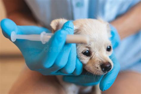Process Of Giving A Medicine Injection To A Tiny Small Breed Little Dog