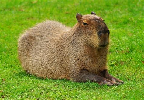 10 Largest Rodents In The World With Pictures Pet Keen