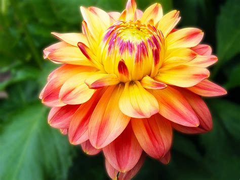 Pink And Yellow Dahlia