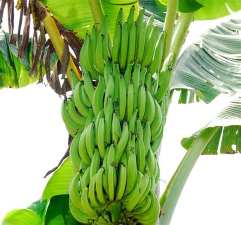 How To Grow Williams Hybrid Banana Oxfarm