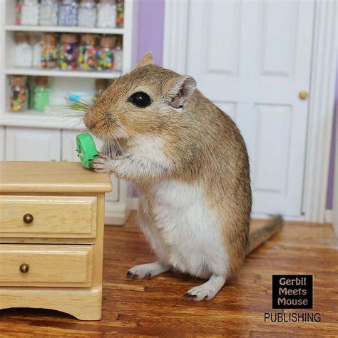 Pin By American Gerbil Society On Gerbil Meets Mouse Gerbil Pet