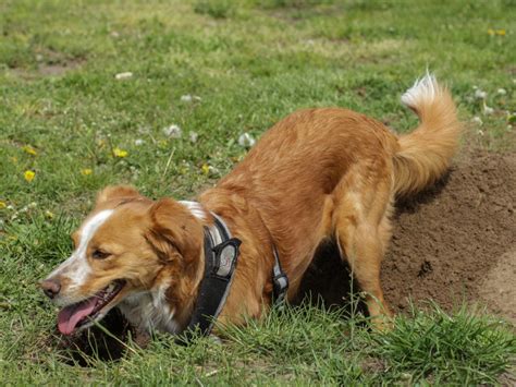 Why Do Dogs Dig Holes And How To Stop Them The Money Pit