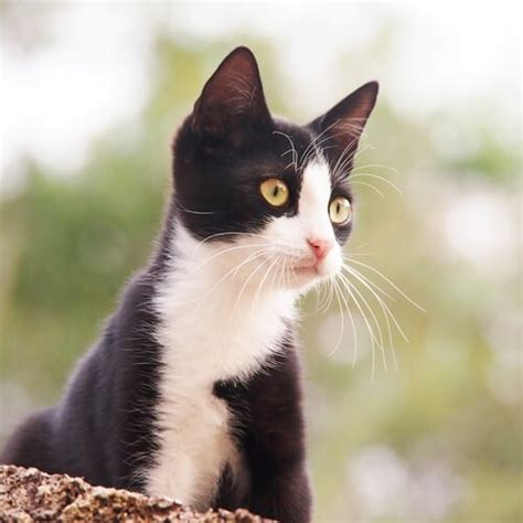 Tuxedo Cats 38 Awesome Facts About Bicolor Cats 59 Off