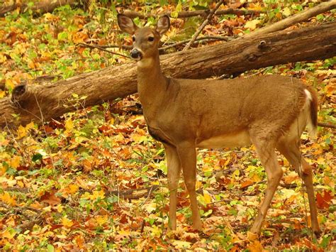 Deer In The Autumn Woods Photograph By Lori Frisch Pixels