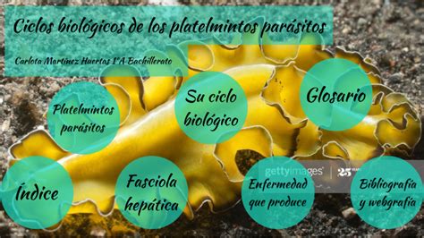 Ciclo Biológico De Los Platelmintos By Carlota Martínez Huertas On Prezi