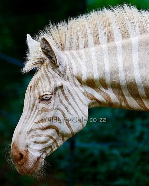 Golden Zebra For Sale Goue Zebras Te Koop Wildlife South Africa