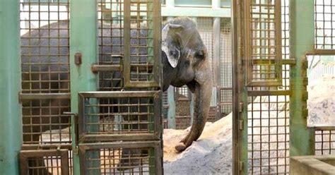 10 Worst Zoos For Elephants 2021 Relephants