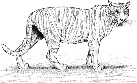 14 Coloring Pages Of Tiger Png