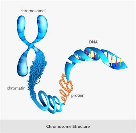 Illustrated Diagram Showing Detailed Chromosome Struc Vrogue Co