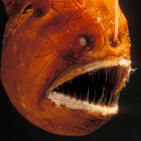 Anglerfish National Geographic