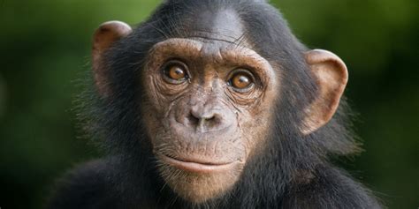 Download Baby Animal Cute Animal Chimpanzee Wallpaper