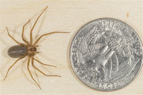 Indiana Brown Recluse Brown Recluse Reclusa Loxosceles Thoughts Texas Lex Luthor Perdedor