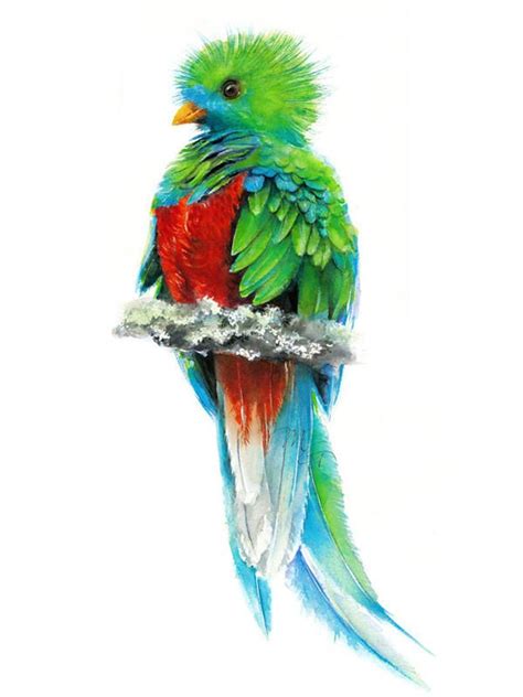 el tatuaje de la imagen es un quetzal ave nacional lmm board quetzal pinterest colors kulturaupice