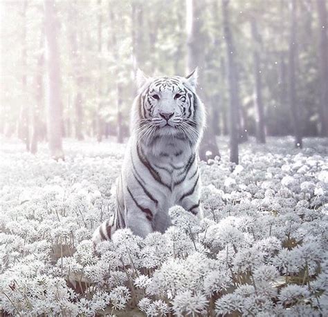 A Large White Tiger Sitting In The Middle Of A Forest Filled With Tall