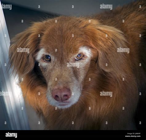 Number 1 Dog Stock Photo Alamy