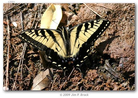 Pin En Ppl Swallowtails Papilio
