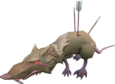 Angry Giant Rat The Runescape Wiki